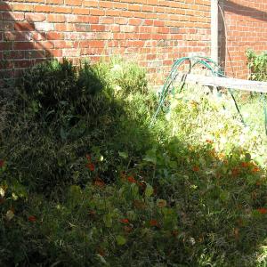 Backyard landscaping - Northcote